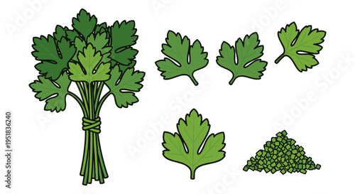 Fresh Parsley Herb Elements
