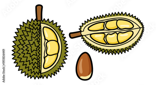 Durian Fruit Cut Open Illustration