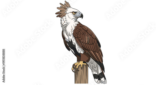 Impressive harpy eagle with its crown of feathers and powerful talons perches on a wooden post looking sideways.