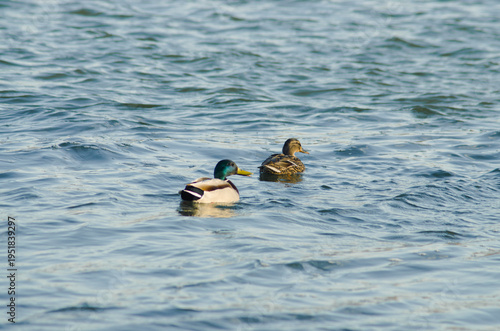 Obraz na plátně Mallard duck drake swimming in blue water, Anas platyrhynchos