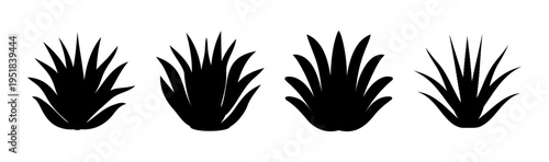 Set of 4 agave plant silhouettes vector