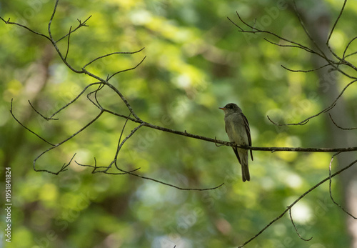 Fotografie Eastern Wood Pewee
