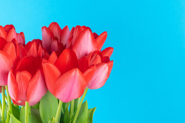 Fototapete Krankenhaus Rote Tulpen vor leuchtend blauem Himmel  © kvladimirv
