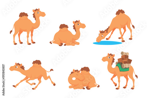 Camels. Arabian cartoon animals camel as in different poses exact vector illustration characters template