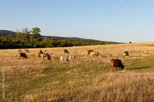 Quadro su tela Herd of cows grazing peacefully in a sun-drenched golden meadow during late afte