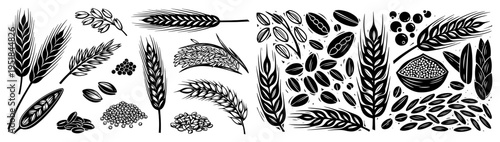 Cereal grains and ears of wheat set, organic agriculture silhouettes with barley and rye seeds, bakery and healthy food ingredients collection isolated on white