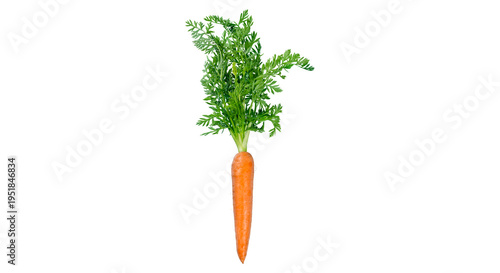Photos Fresh baby carrots with green tops isolated PNG, bunch of orange root vegetables
