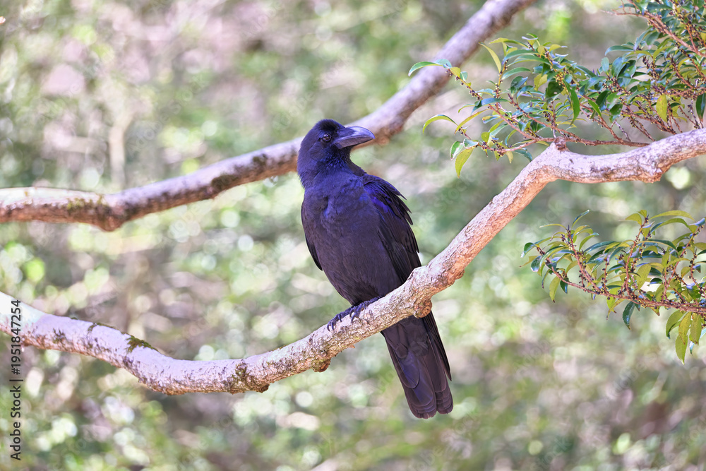 Fototapeta premium A crow with a beautiful blueish glossy black color, Large-billed Crow