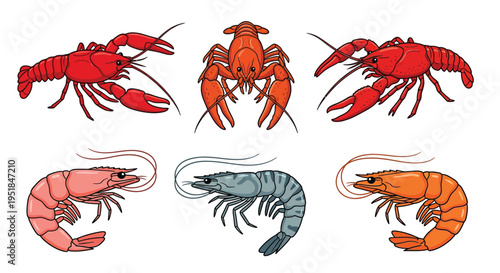 Illustration of various crustaceans including lobsters crawfish and shrimp