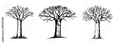 Baobab tree set with vintage ink sketch and botanical engraving featuring thick trunk, detailed branches, and textured bark with a white background