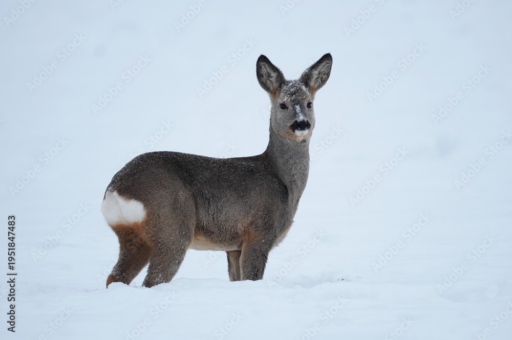 Obraz premium European roe deer standing in snow in winter landscape
