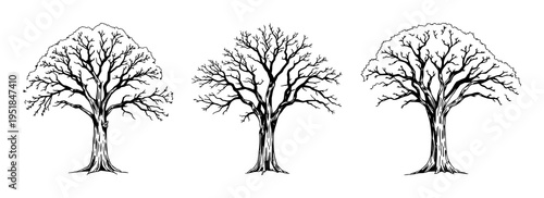 Oak tree set with isolated silhouette of a large oak tree against a flat background featuring foliage, trunk, leaves with roots and canopy