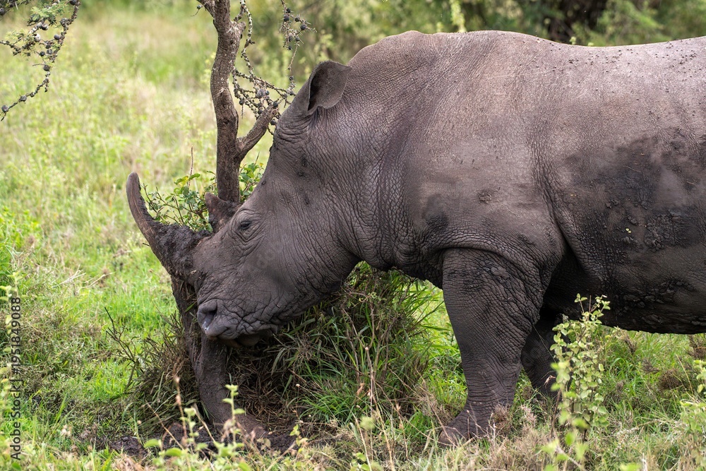 Obraz premium Black Rhinoceros close up in the savannah of the Nairobi National park in Kenya