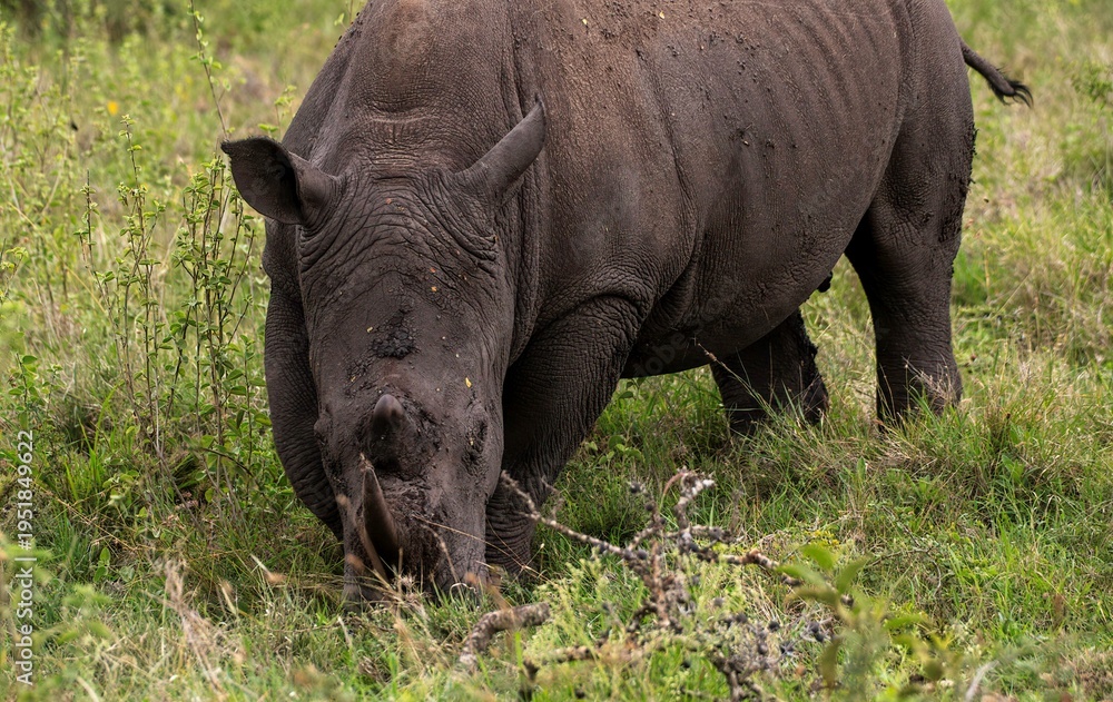 Fototapeta premium Black Rhinoceros close up in the savannah of the Nairobi National park in Kenya
