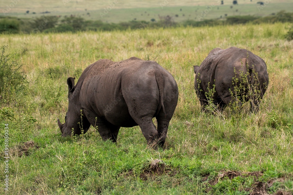 Fototapeta premium Black Rhinoceros close up in the savannah of the Nairobi National park in Kenya