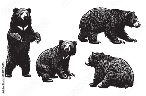 Black bear illustration set showcasing standing and sitting bears with detailed fur textures for hunting designs wilderness graphics and wildlife conservation projects or posters