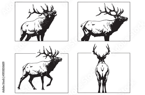 Elk in striking poses black and white illustrations set includes bugling standing side view and rear view majestic wild animal art for diverse applications