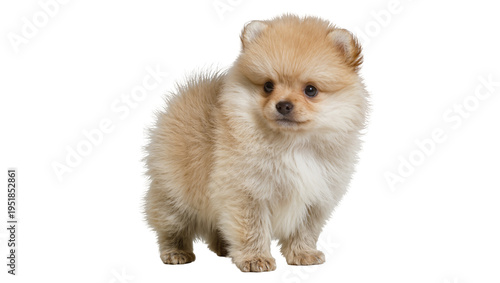 Adorable fluffy light brown Pomeranian puppy standing, isolated on transparent background, a cute companion PNG for pet-related designs