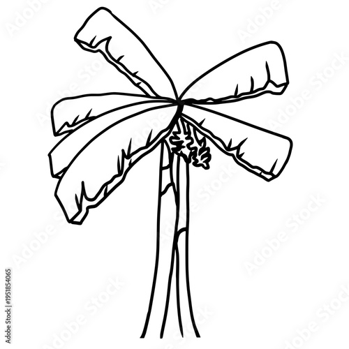 A simple line art drawing of a tropical banana tree with large broad leaves and a small bunch of fruit. Clean outlines make it ideal for educational materials, icons, or coloring pages.