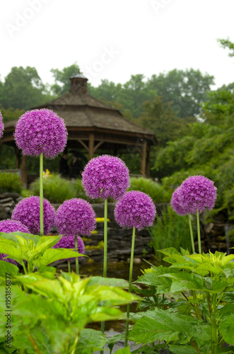 Allium Purple Sensation in Full Bloom with Blurred Gazebo in Background