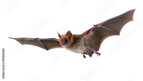 Small brown bat in mid-flight with wings spread wide, captured in a detailed studio shot, isolated PNG on transparent background, perfect for wildlife projects
