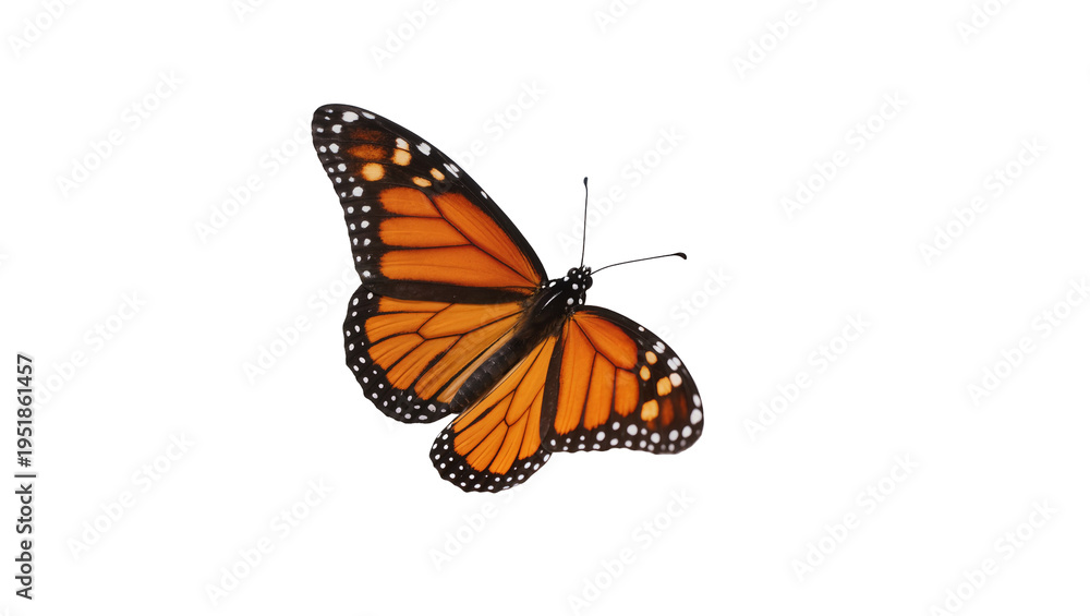 Obraz premium Vibrant monarch butterfly with striking orange and black wings, featuring delicate white spots, isolated for design projects, high-quality PNG