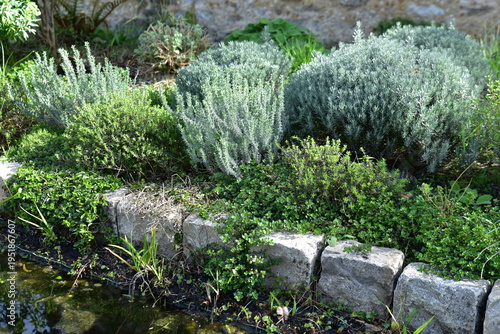 Jardin de plantes aromatiques