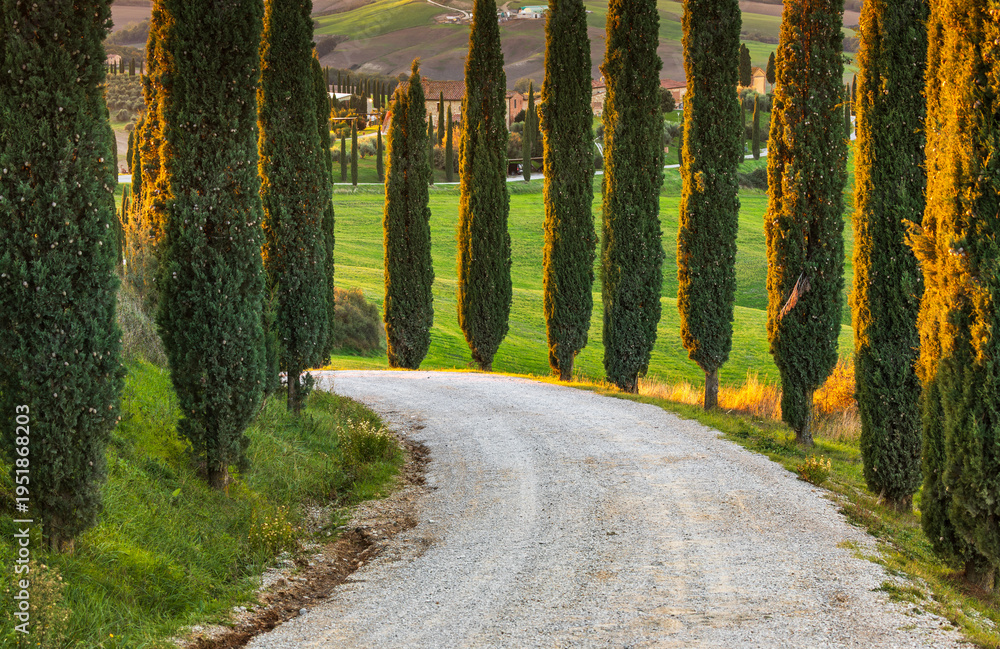 Obraz premium Cypress tree lined gravel road through rolling Tuscany hills, Italy.