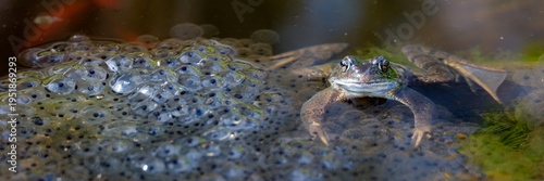 Konstfotografi Panorama brow frog and frog spawn (Rana temporaria) in the Netherlands