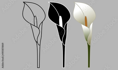calla lily flower icon set showing spathe, spadix, stem in outline and silhouette, botanical floral vector for logo, wedding, decoration, nature design use. vector illustration
