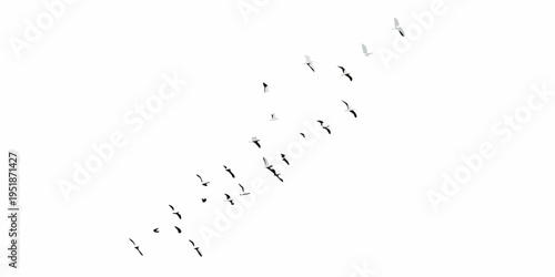 A flock of birds in v formation soaring against a bright white sky