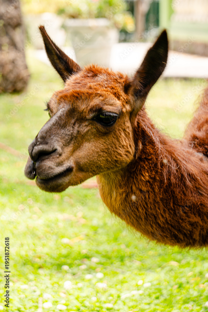 Fototapeta premium animales, lana, café, llama, vicuña naturaleza, ecología, alpaca, orejas, rumeando, masticando, comiendo, parque