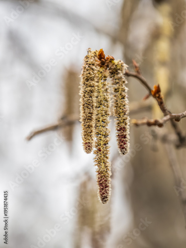 Backlit cluster of female European aspen or Quaking Aspen, Populus tremuloides, catkins, under the soft spring sun