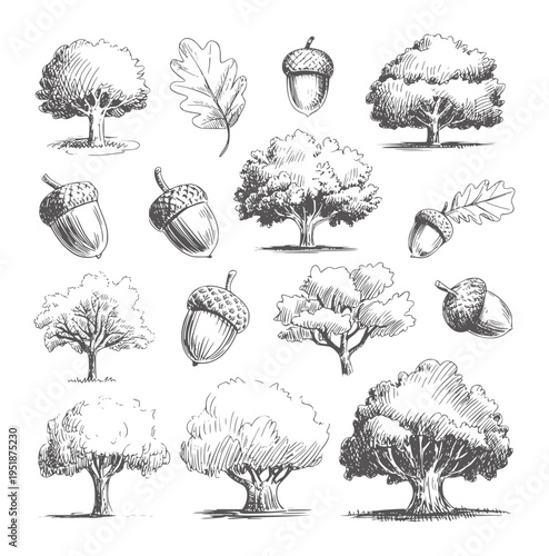 Black and white collection of oak trees and acorns leaf