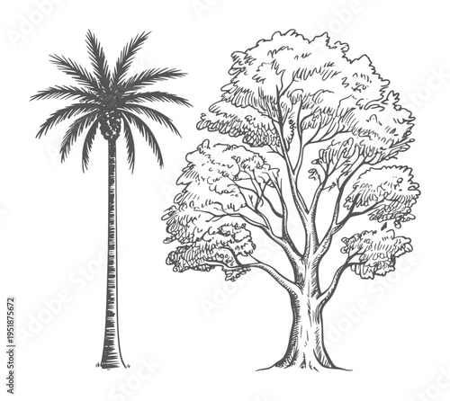 Black and white of a tall palm tree and a leafy deciduous tree