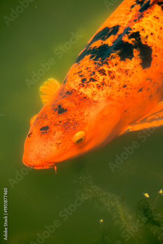 Quadro su tela pez acuático laguna comida de carpa naranja aletas fauna verde