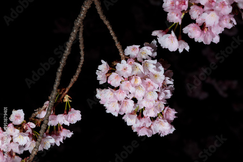 フラッシュ撮影した桜の房