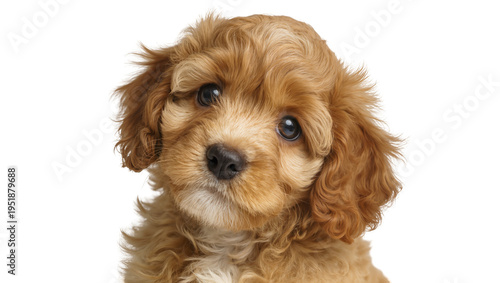 Adorable fluffy light brown Cavapoo puppy, with a charming head tilt and expressive eyes, isolated PNG on transparent background for pet designs