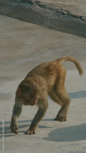 Agra, Uttar Pradesh, India. Slow Motion Three Monkeys Play With Each Other Fight And Tumble. Animal Friendship. Bonnet Macaque - Macaca Radiata Or Zati. Indian Fauna. Funny Monkeys. Animal Life