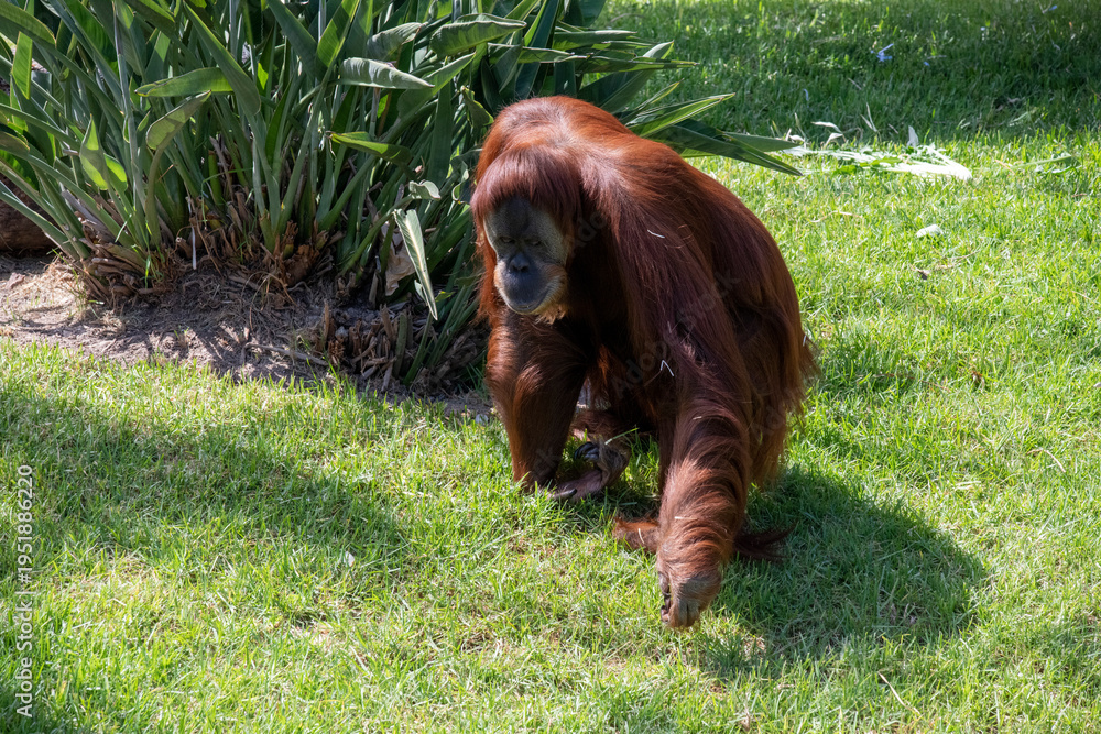 Obraz premium Sumatran Orangutan (Pongo abelii)