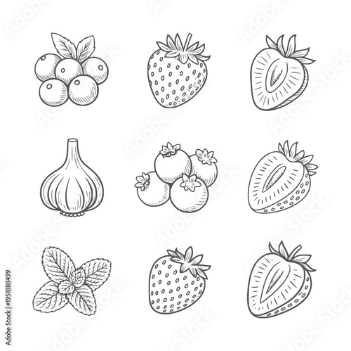Black and white line collection of berries garlic and mint leaves berry strawberry