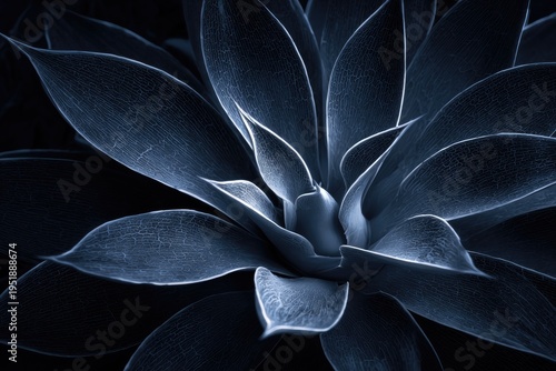 Close-up of a blue-toned succulent plant, its leaves radiating from the center