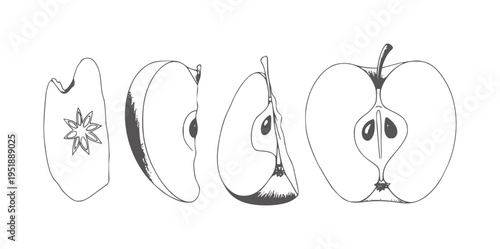 Line of apple cross sections and slices fruit food