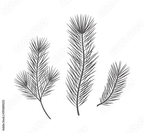 Three dark grey pine branches with needle detail white needles