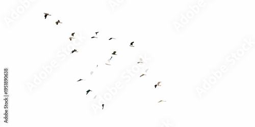 A flock of birds flies in a curved formation against a white sky