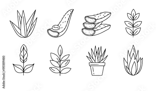 Aloe vera outline clipart icons vector herbal plant line illustration set