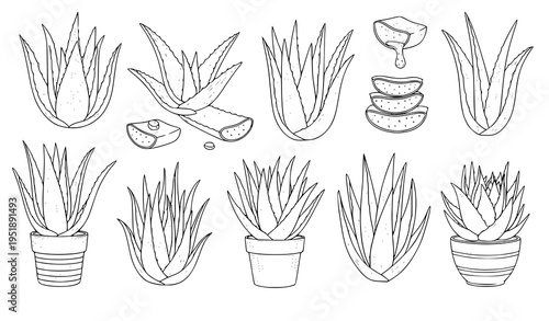 Aloe vera botanical line art vector plant clipart set natural herbal illustration