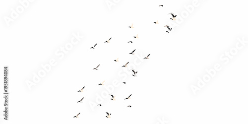 A flock of birds in flight against a stark white background