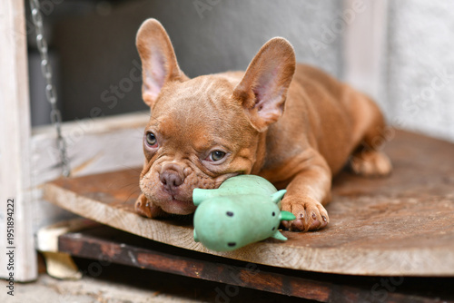 Фотография Isabella Sable French Bulldog dog puppy with squeaky toy