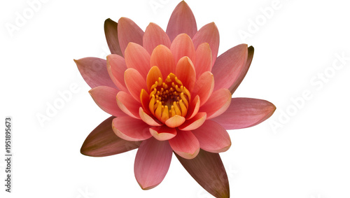 Cuadro en lienzo Vibrant pink water lily flower with delicate petals and orange-yellow center, an